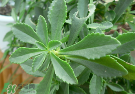 救心菜怎么種植？救心菜什么時(shí)候種？