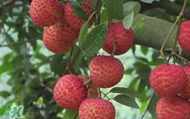荔枝什么時候上市？荔枝什么時候成熟