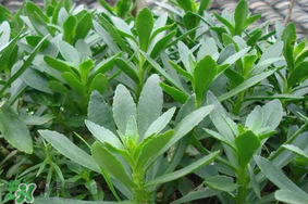 救心菜可以泡茶喝嗎？救心菜能泡水喝嗎？
