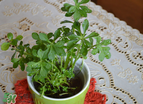 救心菜可以泡茶喝嗎？救心菜能泡水喝嗎？