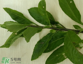 救心菜可以泡茶喝嗎？救心菜能泡水喝嗎？