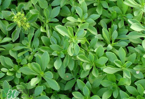 救心菜是三七嗎？救心菜和三七區(qū)別