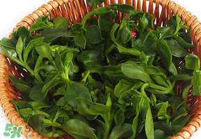 養(yǎng)心菜和救心菜一樣嗎？養(yǎng)心菜和救心菜的區(qū)別
