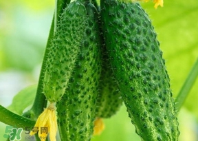 黃瓜不能和什么一起吃？黃瓜不能和什么食物一起吃