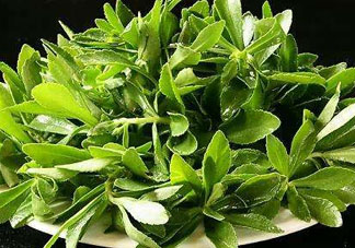 救心菜苦不苦？救心菜怎么吃不苦？