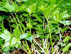 大葉芹怎么吃？大葉芹的做法？