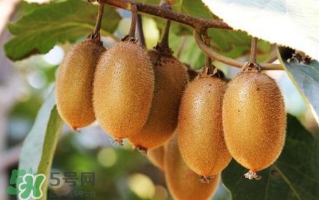 獼猴桃是什么季節(jié)的水果？獼猴桃什么時(shí)候吃最好