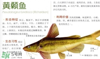 黃顙魚不能和什么一起吃？黃顙魚不能與什么同吃？
