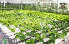六月份種什么蔬菜？六月份可以種什么蔬菜？