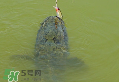 黑魚(yú)怎么抓？怎么捕捉黑魚(yú)