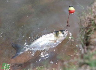五月份能釣鰱魚嗎？五月份釣什么魚？