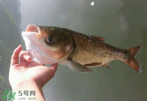五月份能釣鰱魚嗎？五月份釣什么魚？
