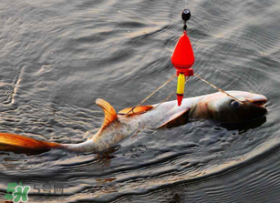 五月份能釣鰱魚嗎？五月份釣什么魚？