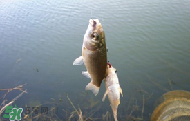 立夏好釣魚嗎？立夏怎么釣魚？