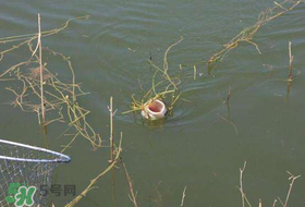立夏好釣魚嗎？立夏怎么釣魚？