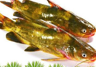 嘎魚多少錢一斤？野生黃嘎魚多少錢一斤