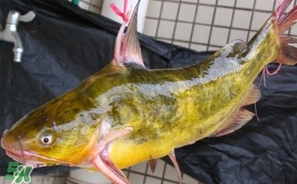 嘎魚多少錢一斤？野生黃嘎魚多少錢一斤