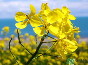 五月份還有油菜花嗎？5月份還有油菜花嗎？