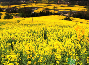 五月份還有油菜花嗎？5月份還有油菜花嗎？