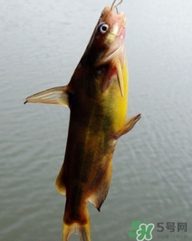 嘎魚是海魚嗎？嘎魚是什么魚