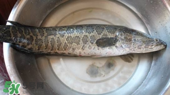 黑魚是什么魚？黑魚是鯰魚嗎