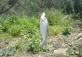 立夏好釣魚嗎？立夏怎么釣魚？