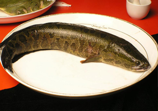 黑魚有鱗嗎？黑魚鱗片怎么處理