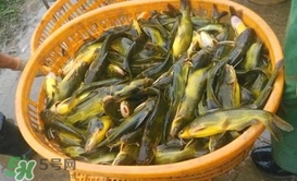 黃顙魚不能和什么一起吃？黃顙魚不能與什么同吃？