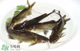黃辣丁怎么殺？黃辣丁怎么處理