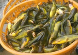 黃顙魚不能和什么一起吃？黃顙魚不能與什么同吃？