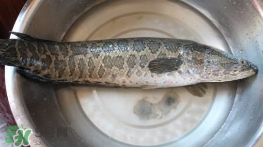 黑魚(yú)怎么抓？怎么捕捉黑魚(yú)