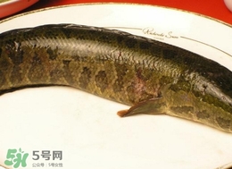 黑魚怎么做好吃？黑魚湯的做法