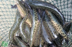 黑魚(yú)怎么抓？怎么捕捉黑魚(yú)