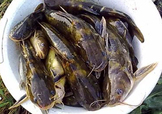 嘎魚是鯰魚嗎？嘎魚是黃辣丁嗎