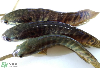 烏鱧魚多少錢一斤？烏鱧價(jià)格