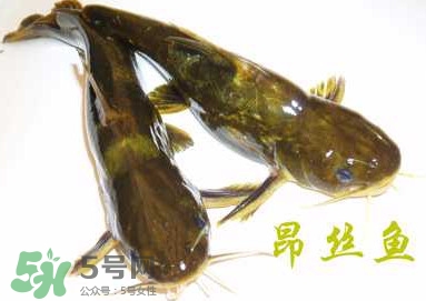 黃顙魚不能和什么一起吃？黃顙魚不能與什么同吃？