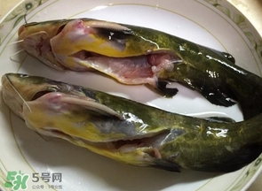 黃辣丁多少錢一斤？野生黃辣丁多少錢一斤