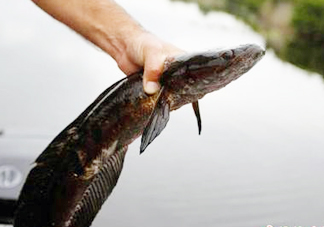 黑魚是發(fā)物嗎？黑魚是不是發(fā)物