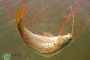 立夏怎么釣鯉魚？立夏釣鯉魚用什么餌料？