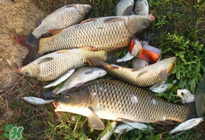 立夏怎么釣鯉魚？立夏釣鯉魚用什么餌料？