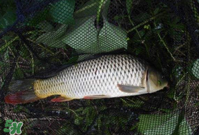 立夏怎么釣鯉魚？立夏釣鯉魚用什么餌料？