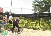 怎樣腌蒜苔容易儲存？怎樣腌蒜苔放的時間長