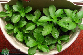 養(yǎng)心菜能生吃嗎？養(yǎng)心菜怎么吃？