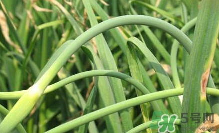 蒜薹什么時候采收？蒜薹什么時間抽