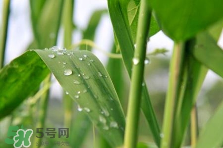 包粽子的葉子叫什么？包粽子的葉子怎么處理？