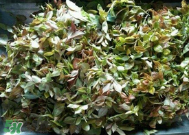 烏樹葉怎么做？烏樹葉怎么做好吃又簡單？