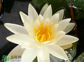 ?立夏是夏天嗎？?立夏是夏天的開始嗎？