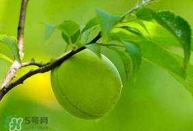 青梅不能和什么一起吃？青梅和什么相克？