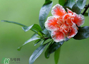立夏開什么花？立夏有什么花？