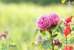 立夏開什么花？立夏有什么花？
